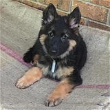 Adopt - German Shepherd Dog Rescue 