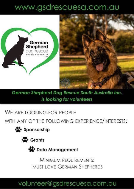 Volunteer for German Shepherd Dog Rescue South Australia
