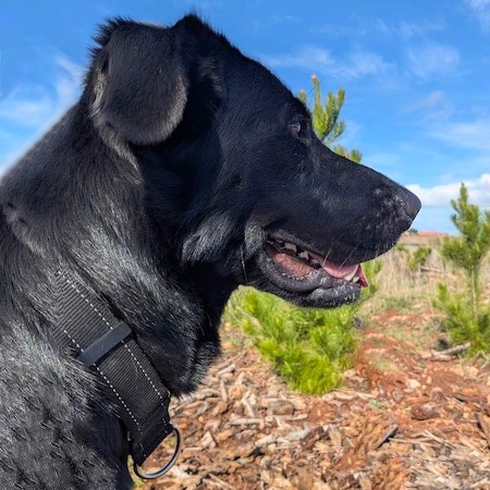 Adopt a German Shepherd dog
