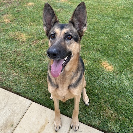 Adopt a German Shepherd dog