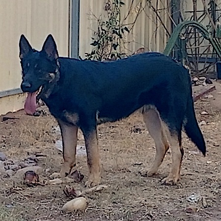 Adopt a German Shepherd dog