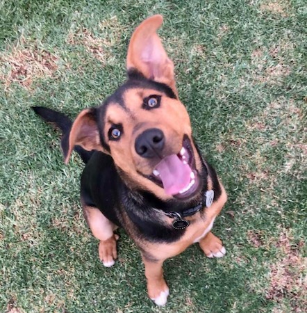Adopt a German Shepherd dog