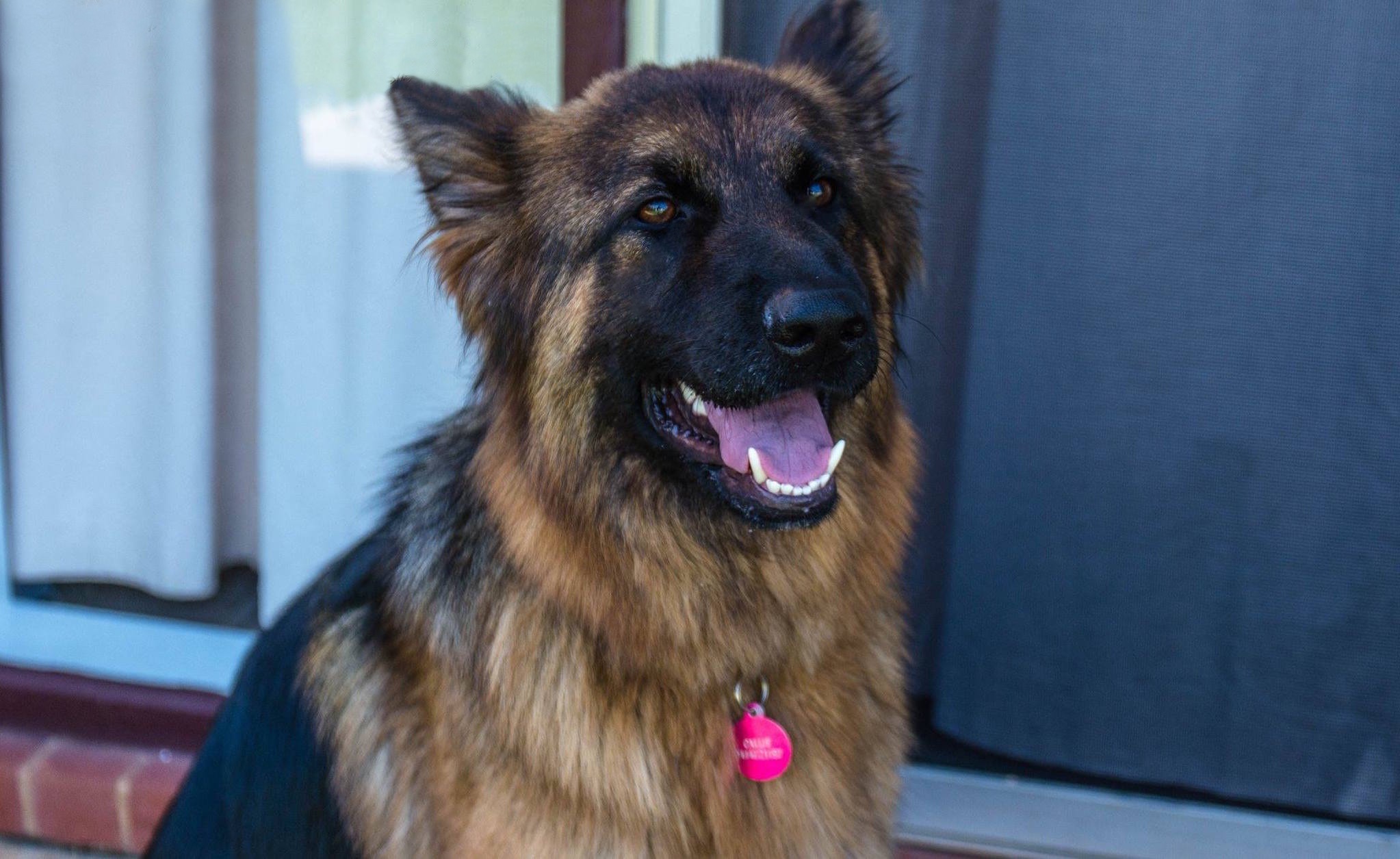 German Shepherd Dog Rescue South Australia