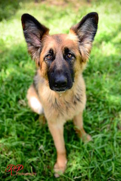 Rehome a German Shepherd dog