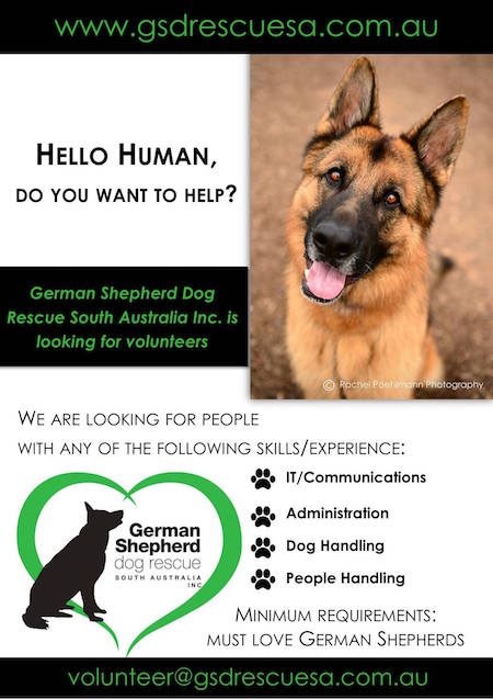 Volunteer for German Shepherd Dog Rescue South Australia