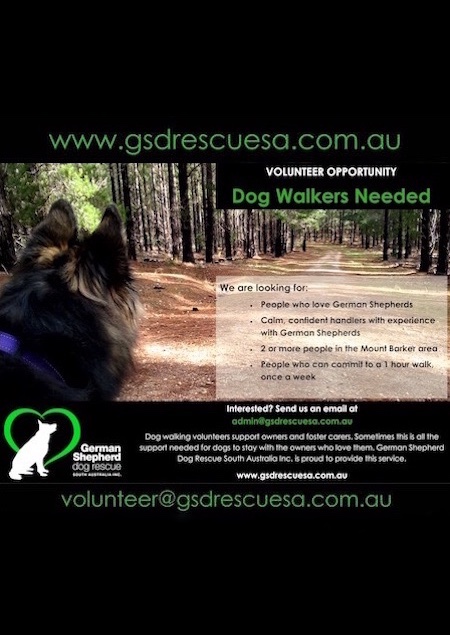 Volunteer for German Shepherd Dog Rescue South Australia